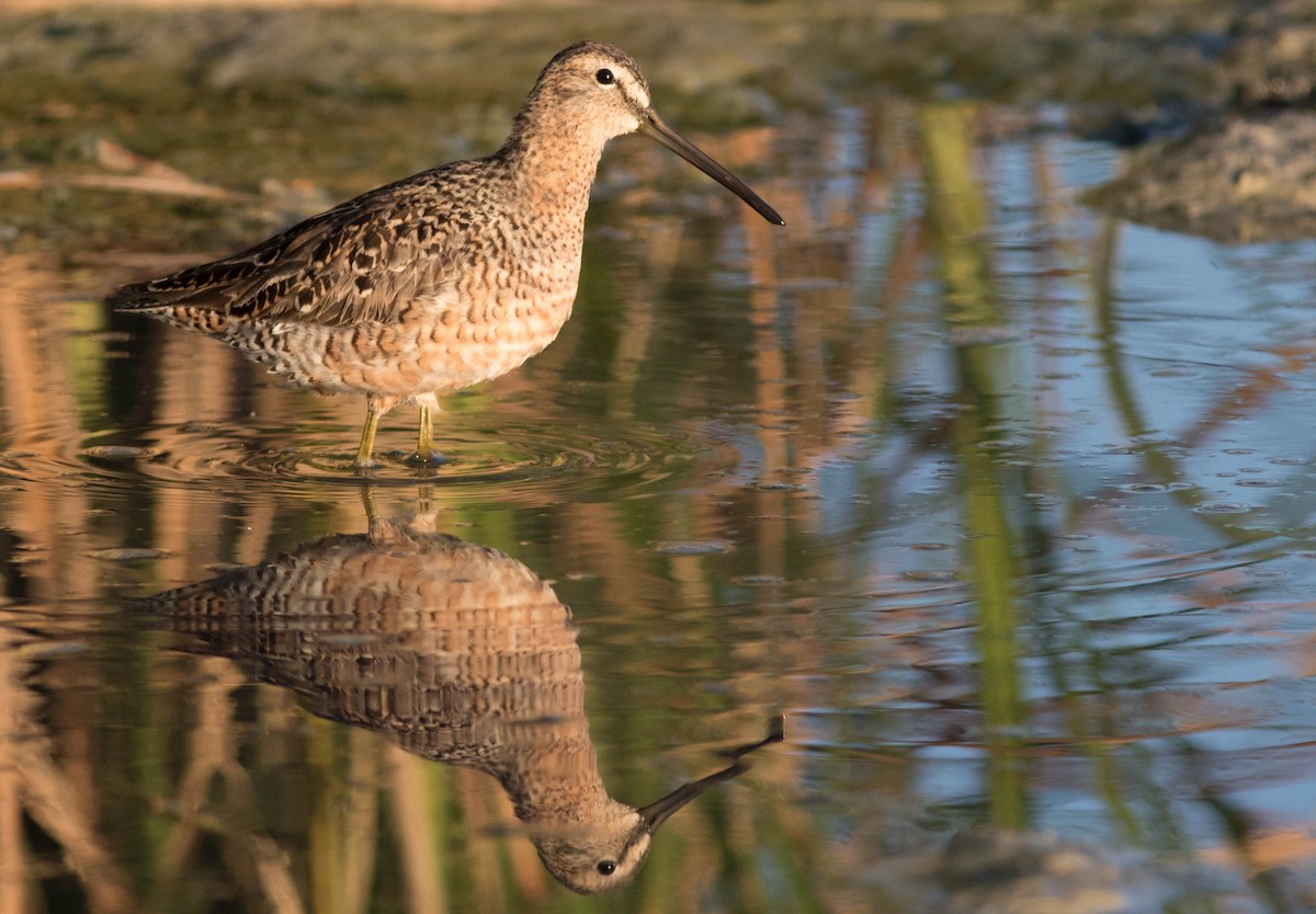 Long-billed Dowitcher - ML133905431
