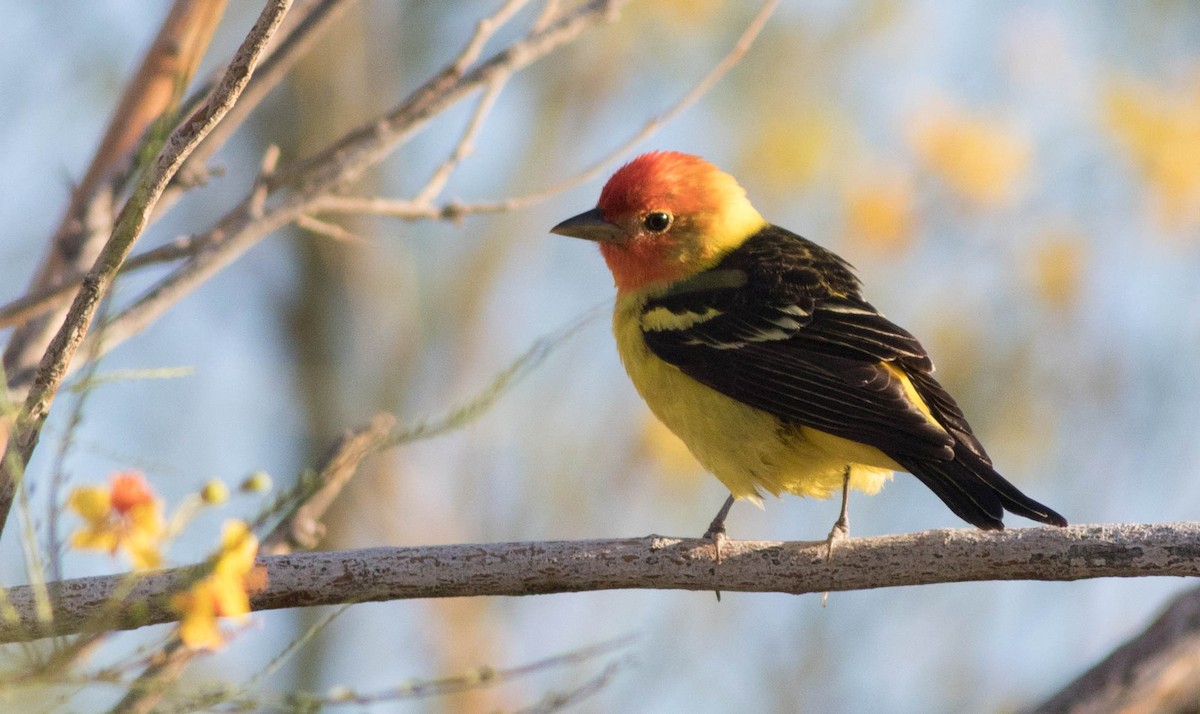 Western Tanager - ML133905581