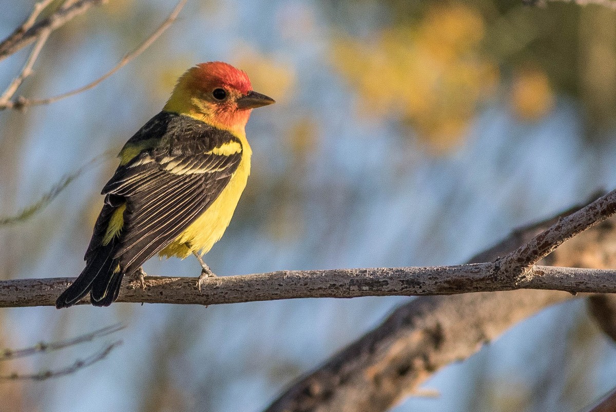 Western Tanager - ML133905601