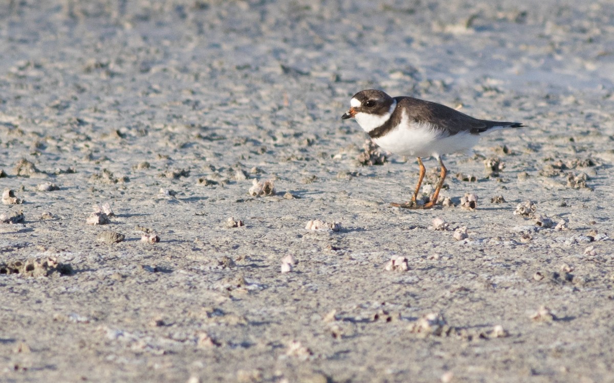 Semipalmated Plover - ML133905691