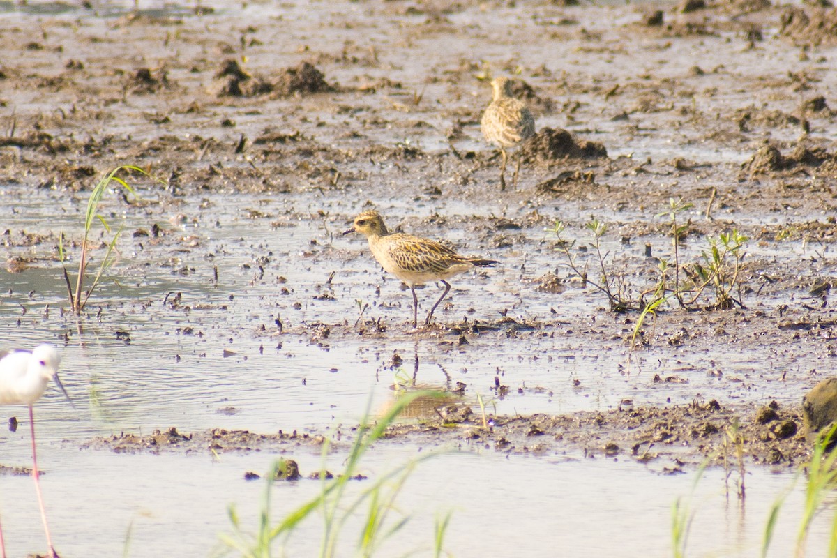 Pacific Golden-Plover - Afthab Faisal k