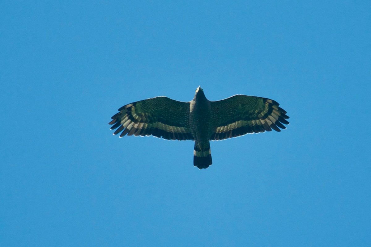 Crested Serpent-Eagle - Qin Huang