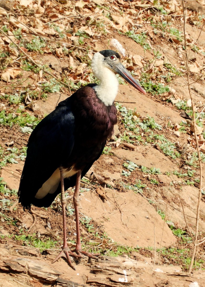 Asian Woolly-necked Stork - ML133912111