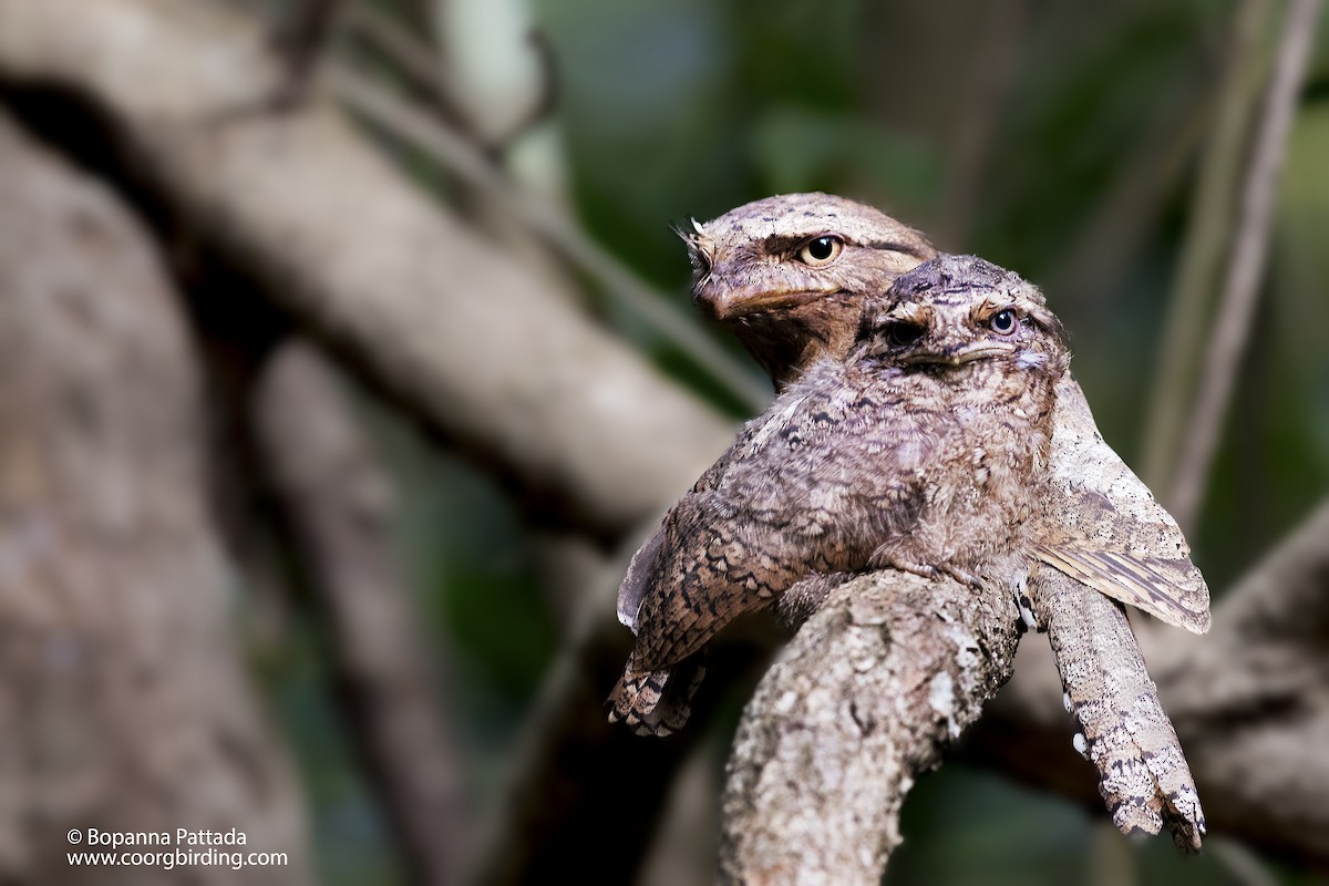 Sri Lanka Frogmouth - Bopanna Pattada