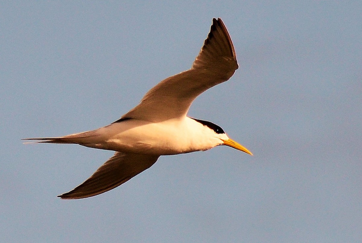 Great Crested Tern - John Watson