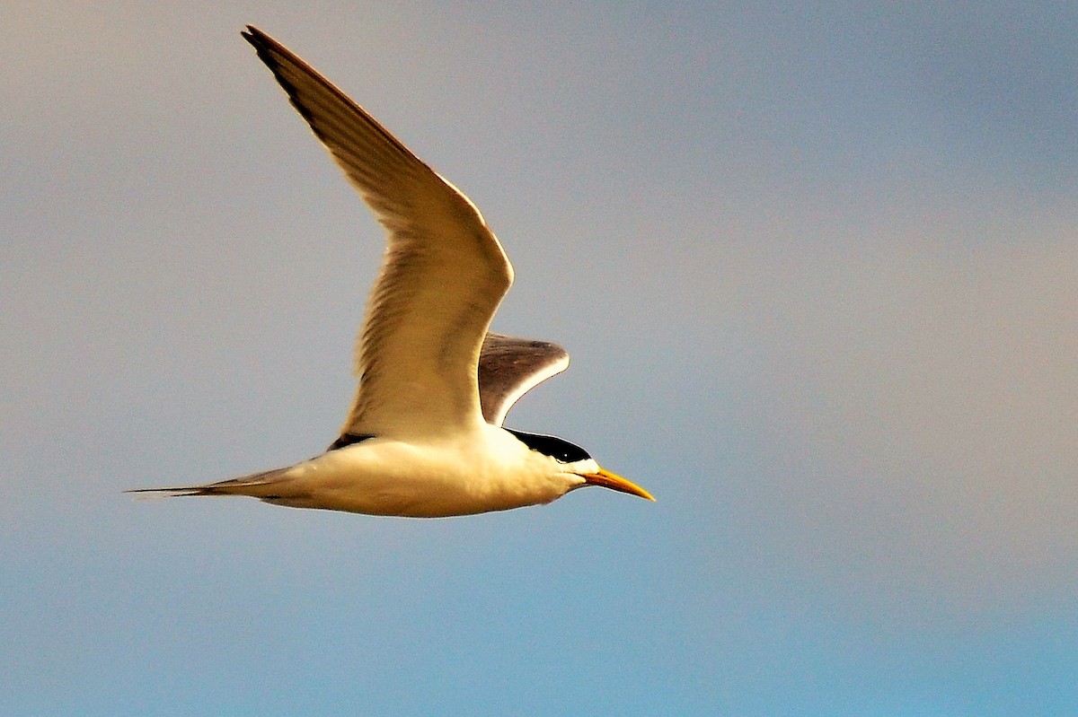 Great Crested Tern - ML133915221