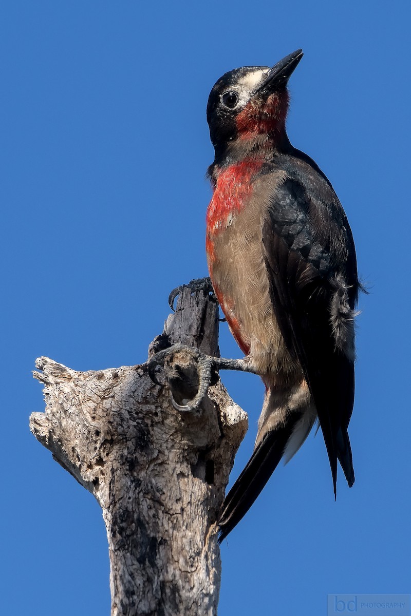 Puerto Rican Woodpecker - ML133915581