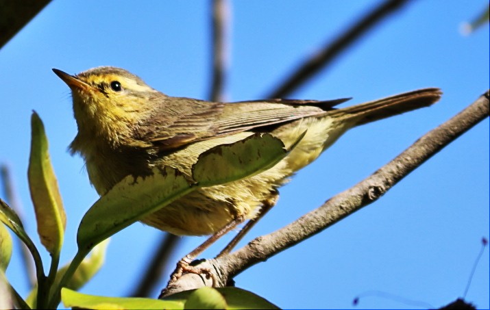 Tickell's Leaf Warbler (Tickell's) - Venugopal V