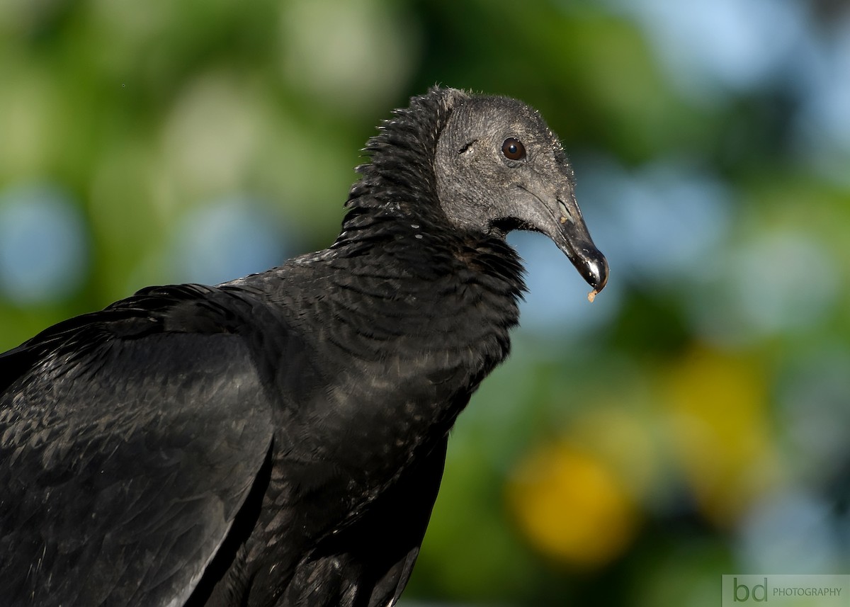 Black Vulture - Benny Diaz