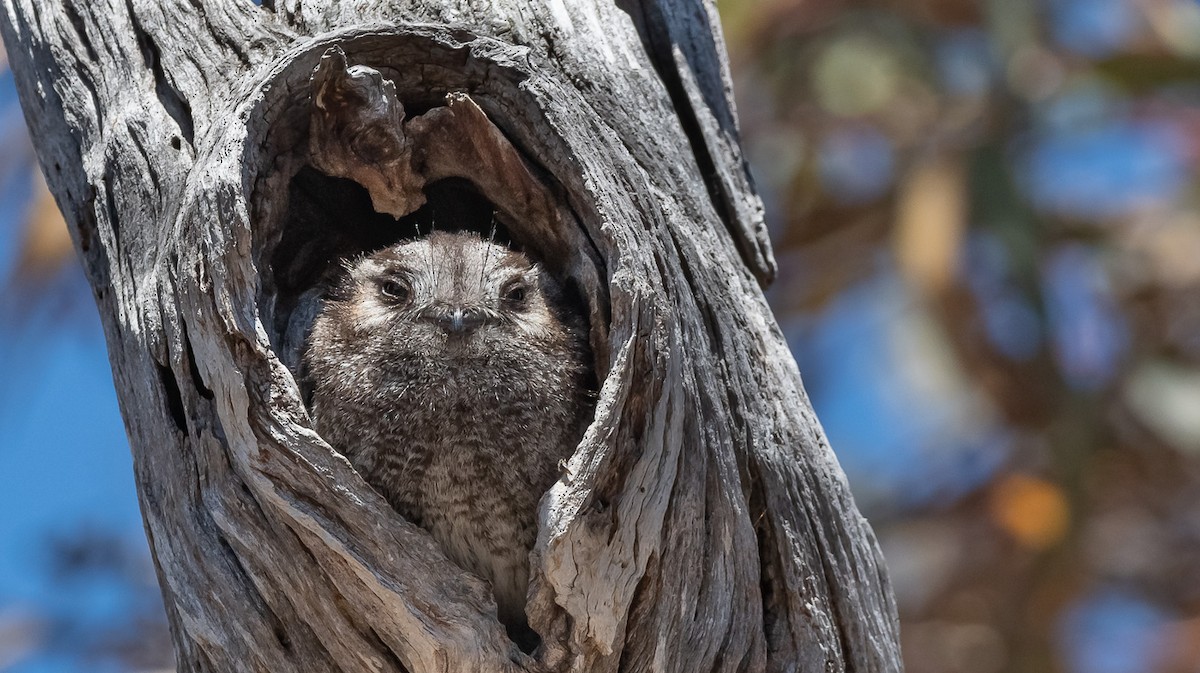 Australian Owlet-nightjar - Barry Deacon