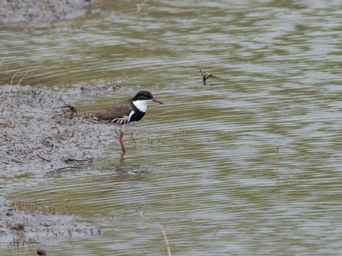 Red-kneed Dotterel - ML133920621