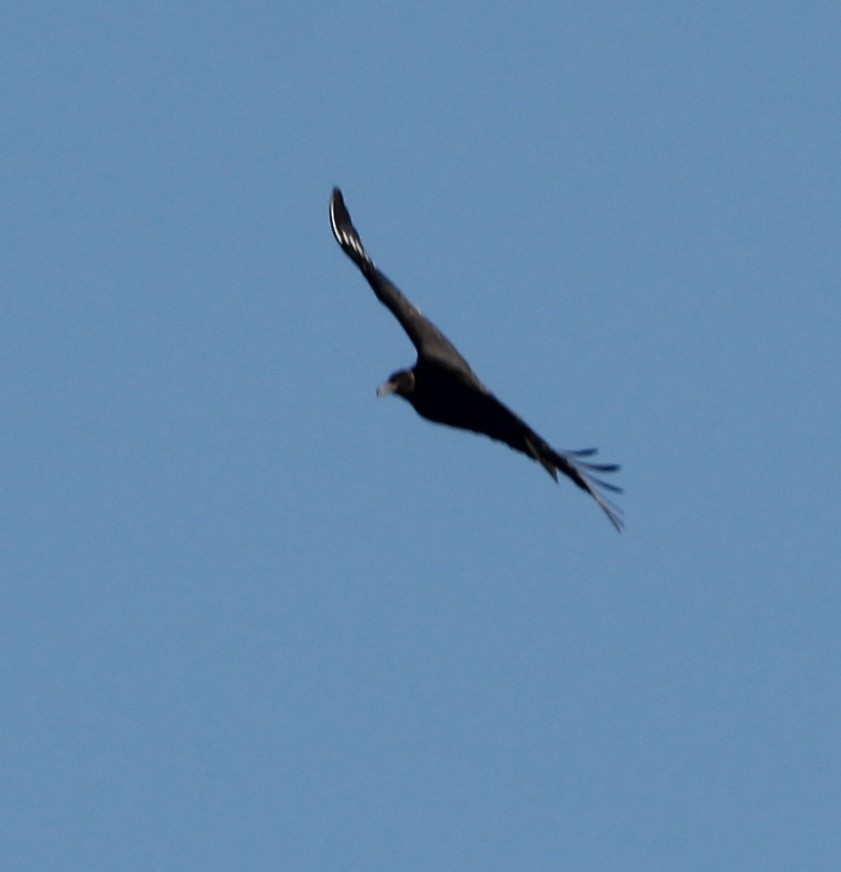 Black Vulture - Zebedee Muller