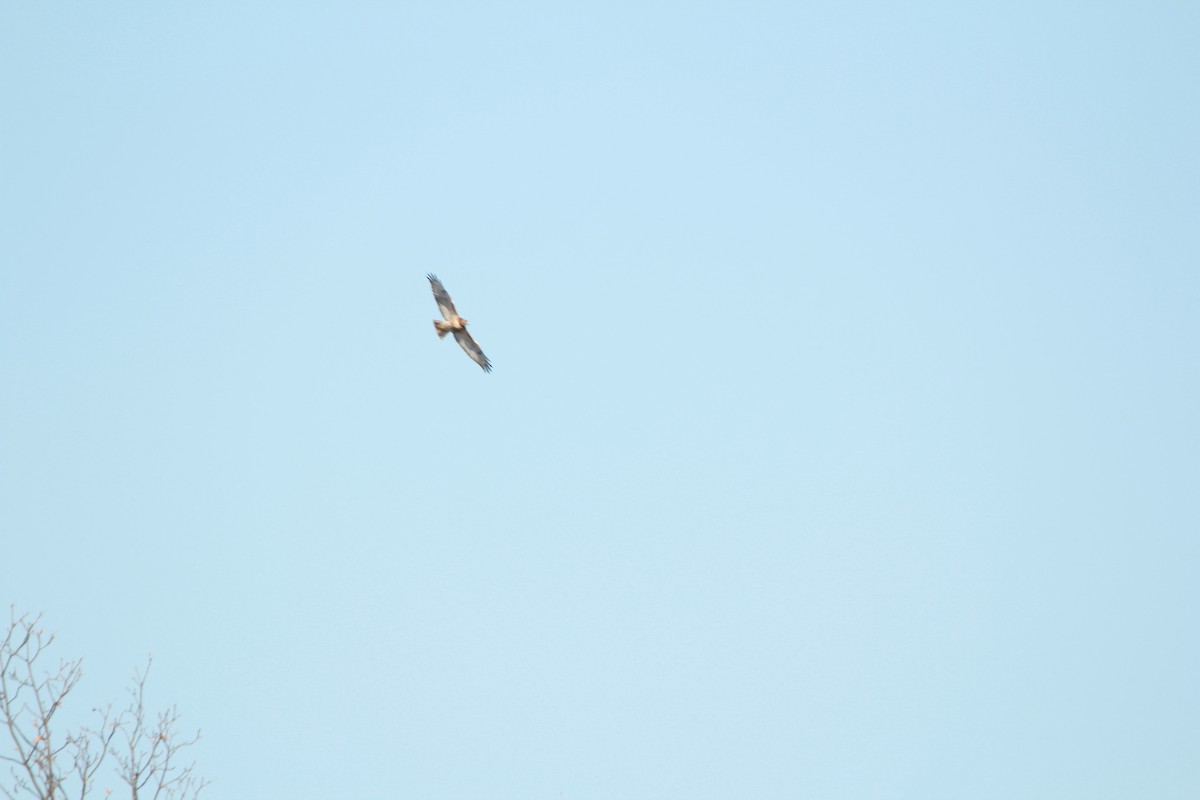Red-tailed Hawk - Zebedee Muller