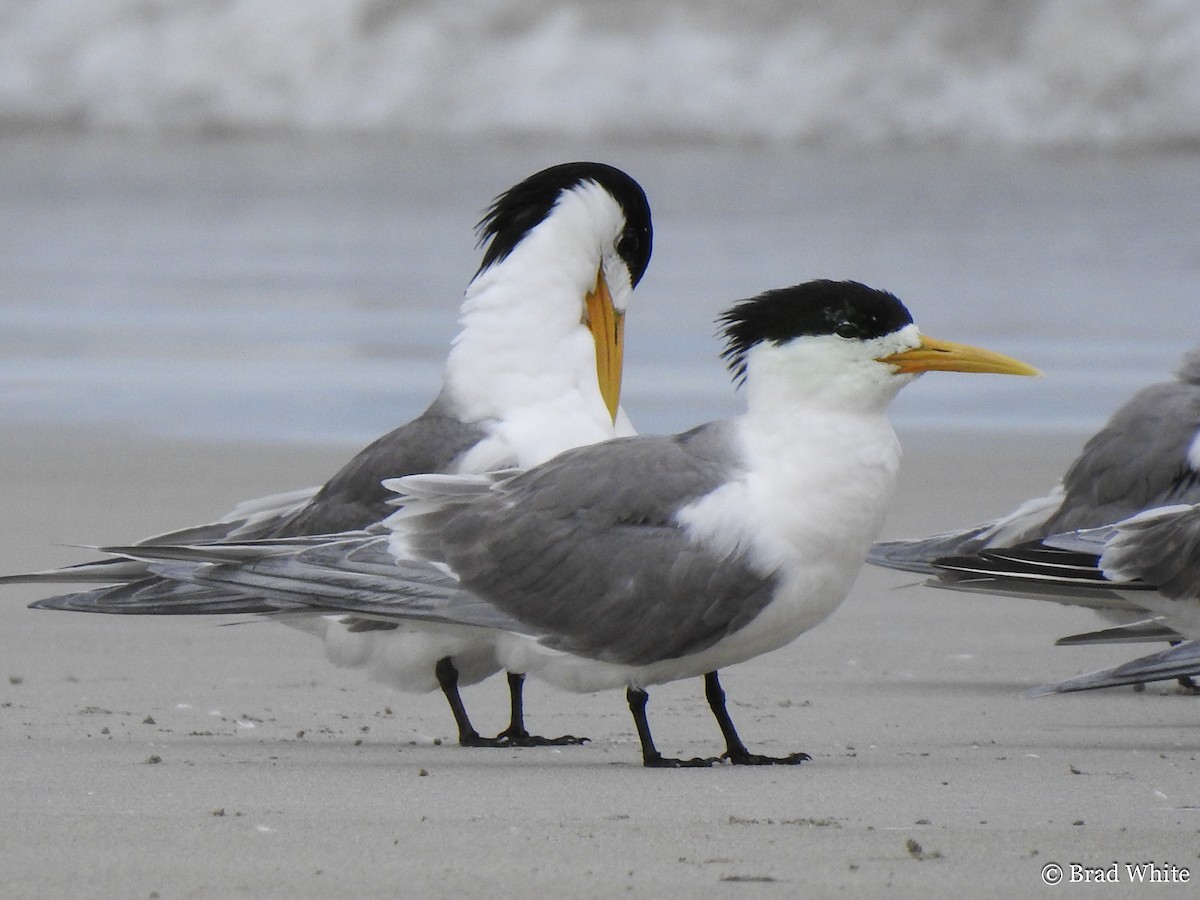 Great Crested Tern - Brad White