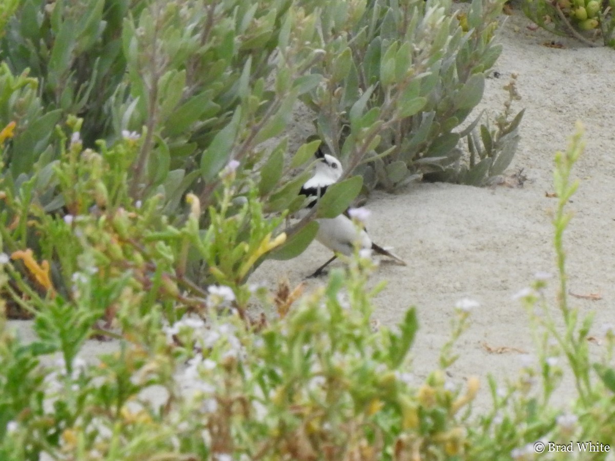 White-fronted Chat - ML133922051