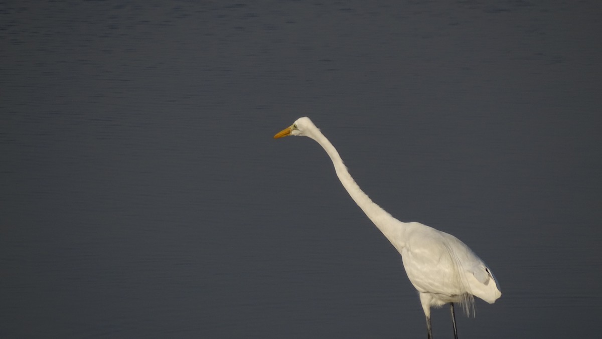 Great Egret - Pradnyavant Mane