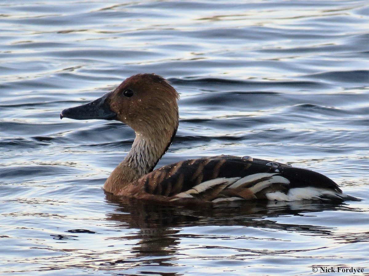 Fulvous Whistling-Duck - Nicholas Fordyce - Birding Africa