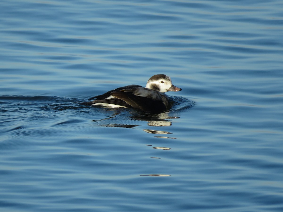 Long-tailed Duck - ML133922721