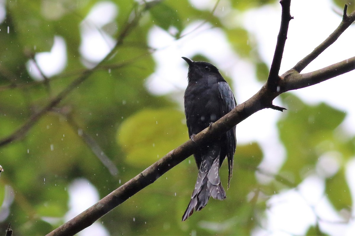 Square-tailed Drongo-Cuckoo - Fadzrun A.