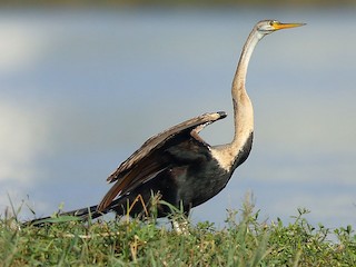  - Oriental Darter