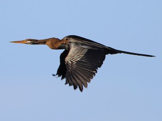  - Oriental Darter