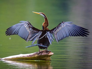  - Oriental Darter