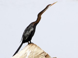  - Oriental Darter