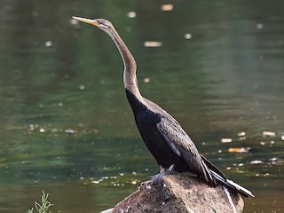  - Oriental Darter