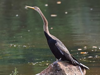 雌鳥 - Arun Prabhu - ML133924511