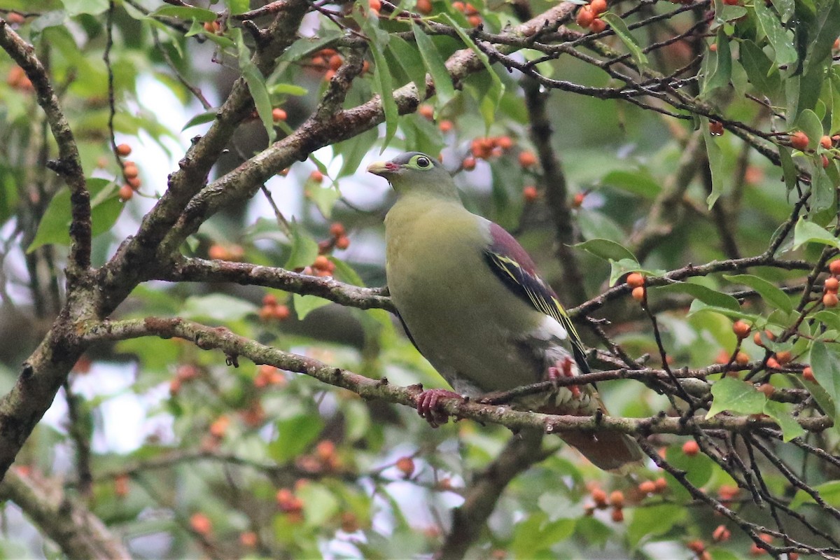 Thick-billed Green-Pigeon - ML133925901