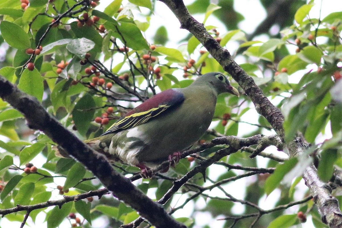 Thick-billed Green-Pigeon - ML133925911