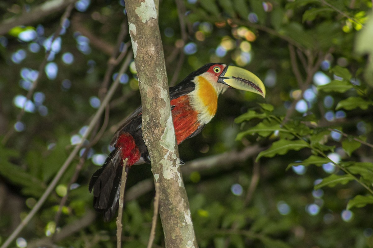 Red-breasted Toucan - Arthur Alves