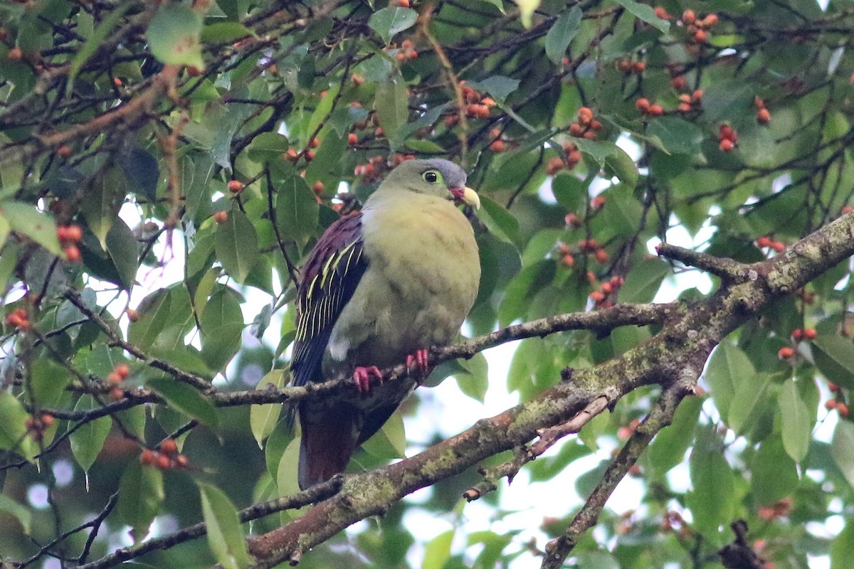 Thick-billed Green-Pigeon - ML133927771