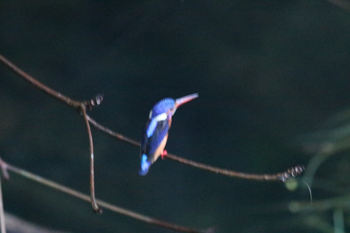 Blue-eared Kingfisher - Fadzrun A.