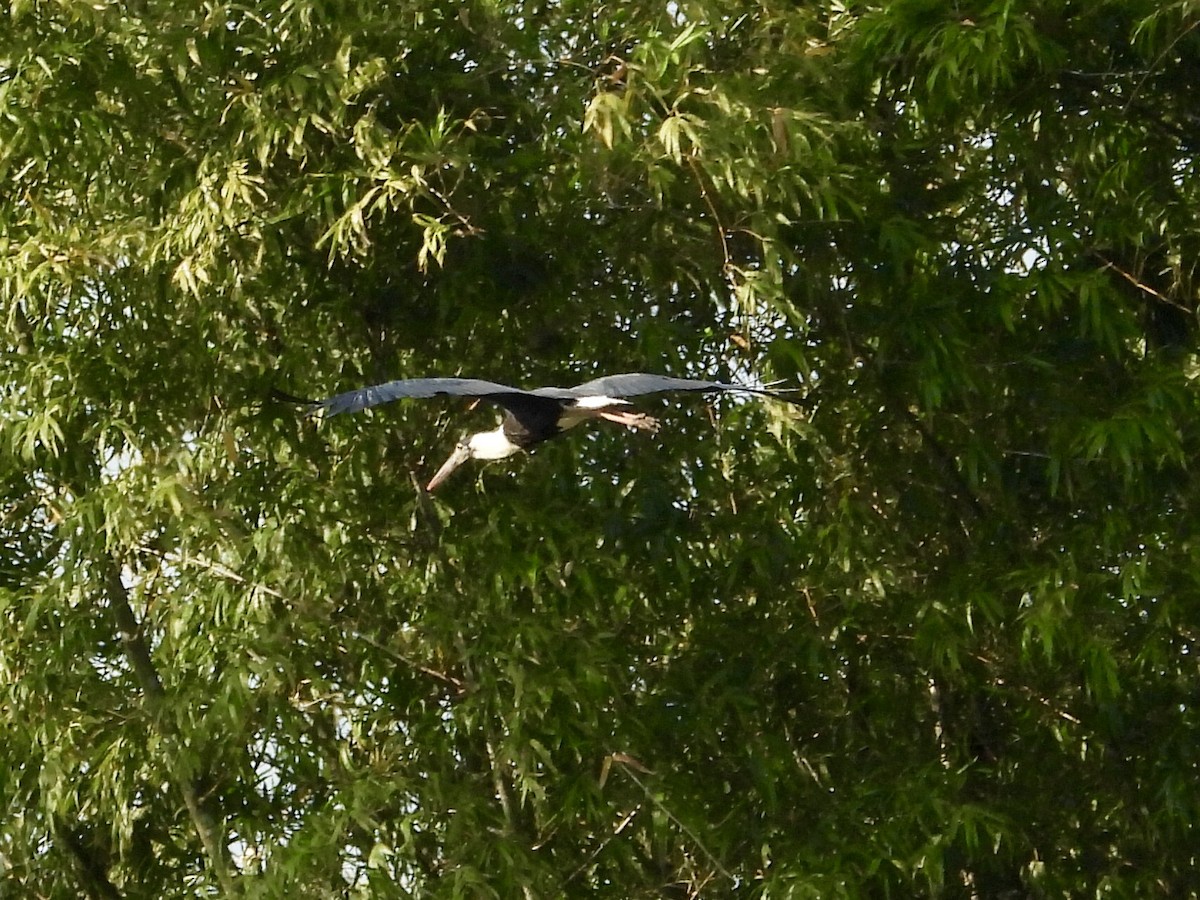 Asian Woolly-necked Stork - ML133928661
