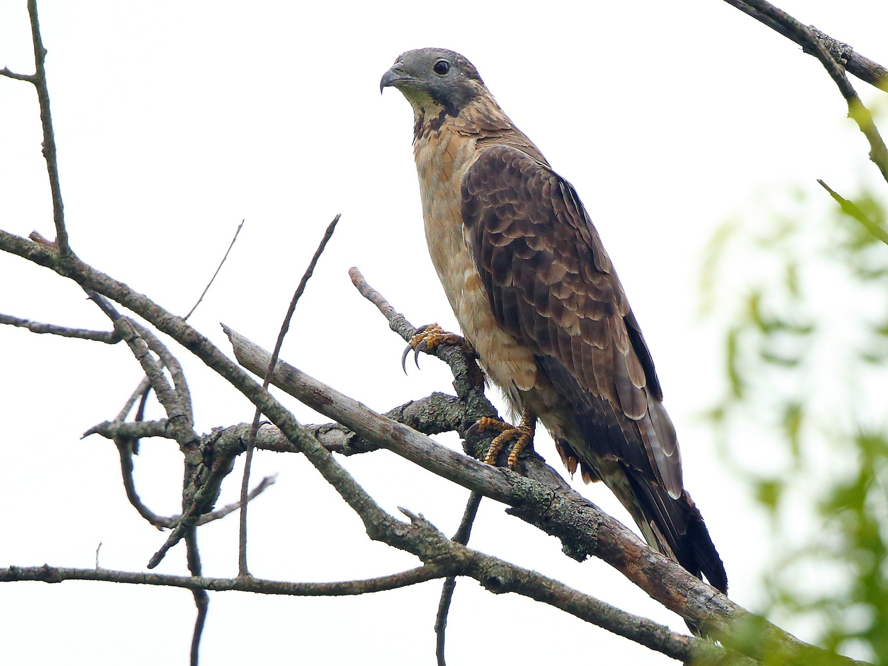 Oriental Honeybuzzard eBird