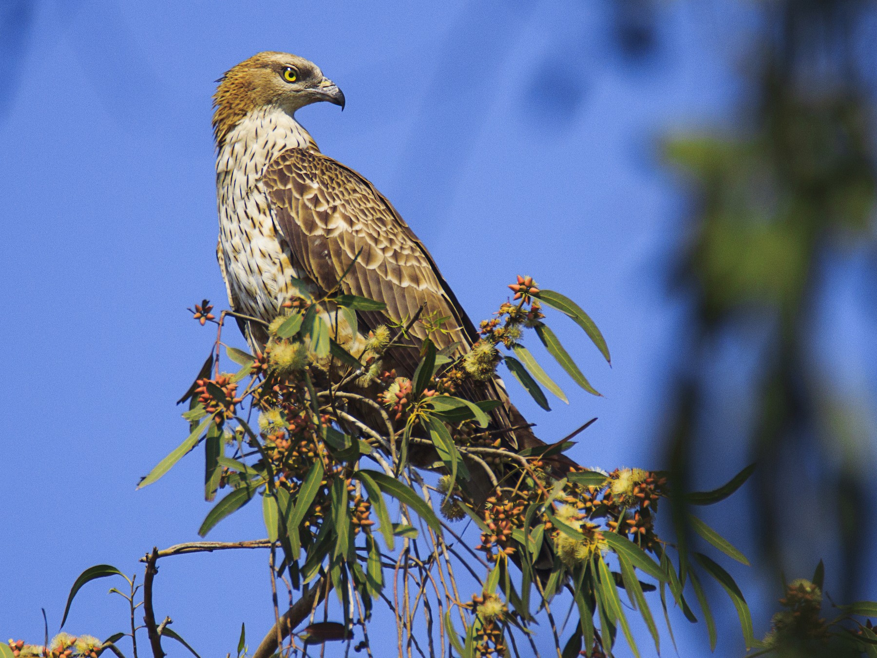 Oriental Honey-buzzard - sunil kumar