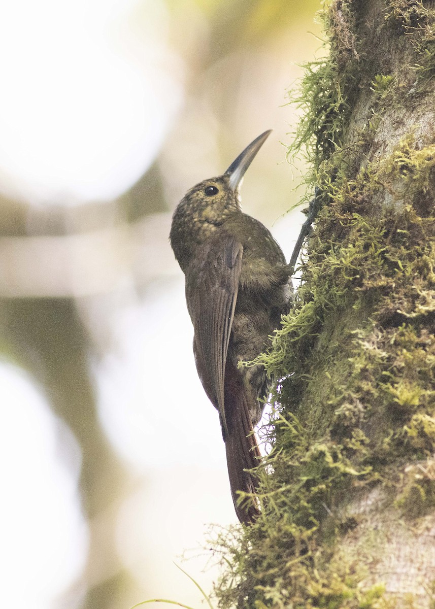 Spotted Woodcreeper - Guillermo  Saborío Vega