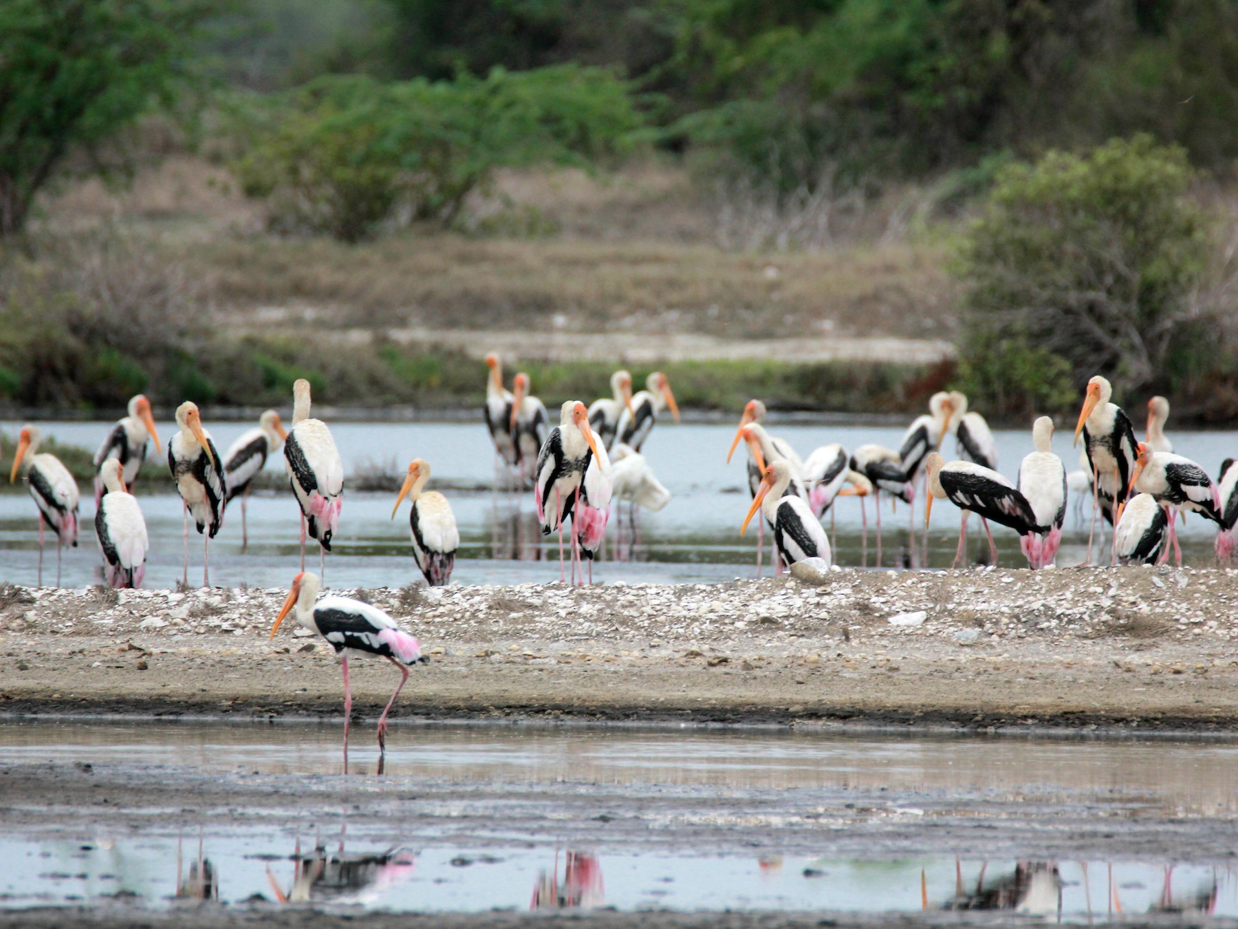 Painted Stork - Shanmugam Saravanan