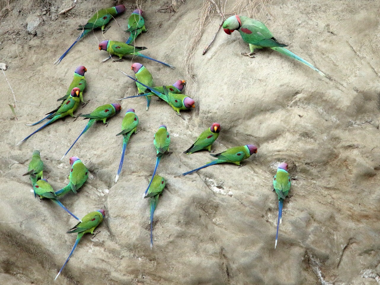 Plumheaded Parakeet eBird