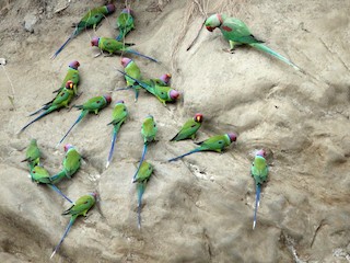  - Plum-headed Parakeet