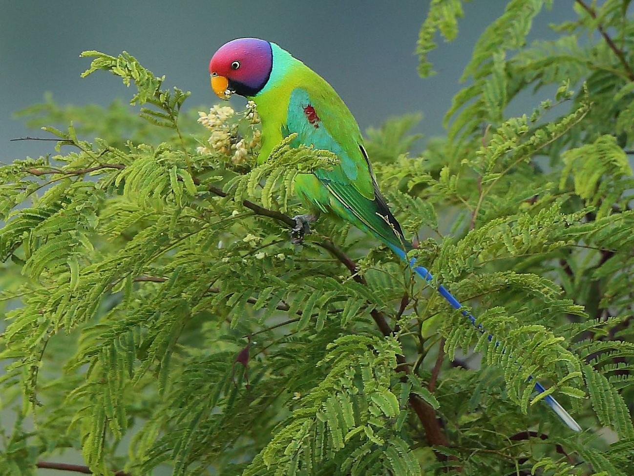 Plum-headed Parakeet - eBird