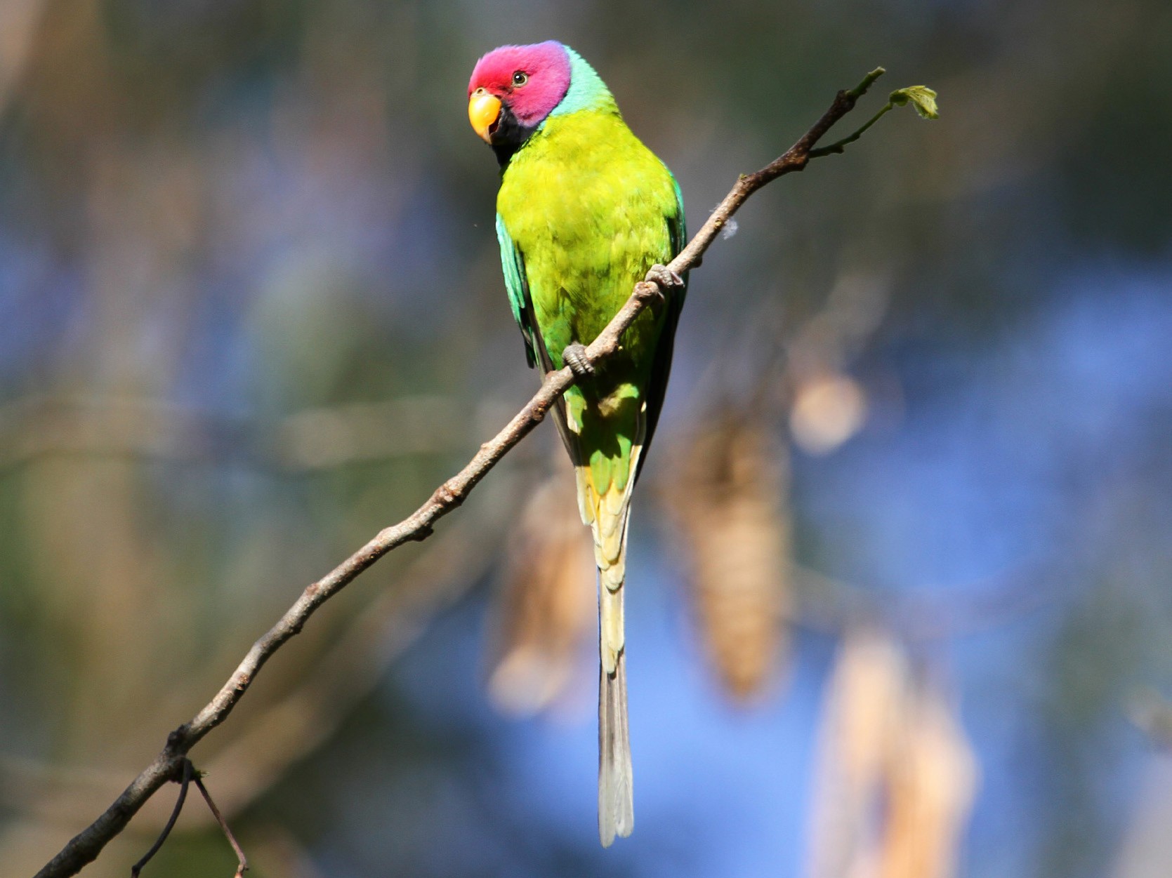 Plum-headed Parakeet - eBird