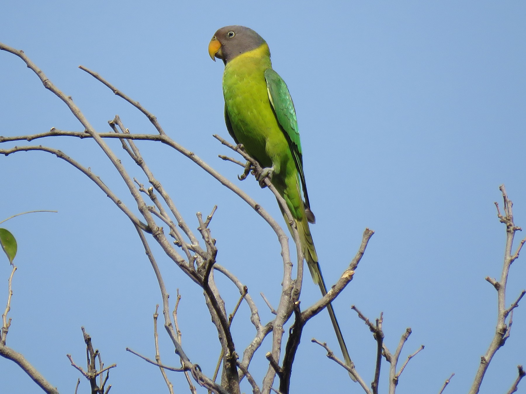 Plum-headed Parakeet - Selvaganesh K