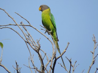  - Plum-headed Parakeet
