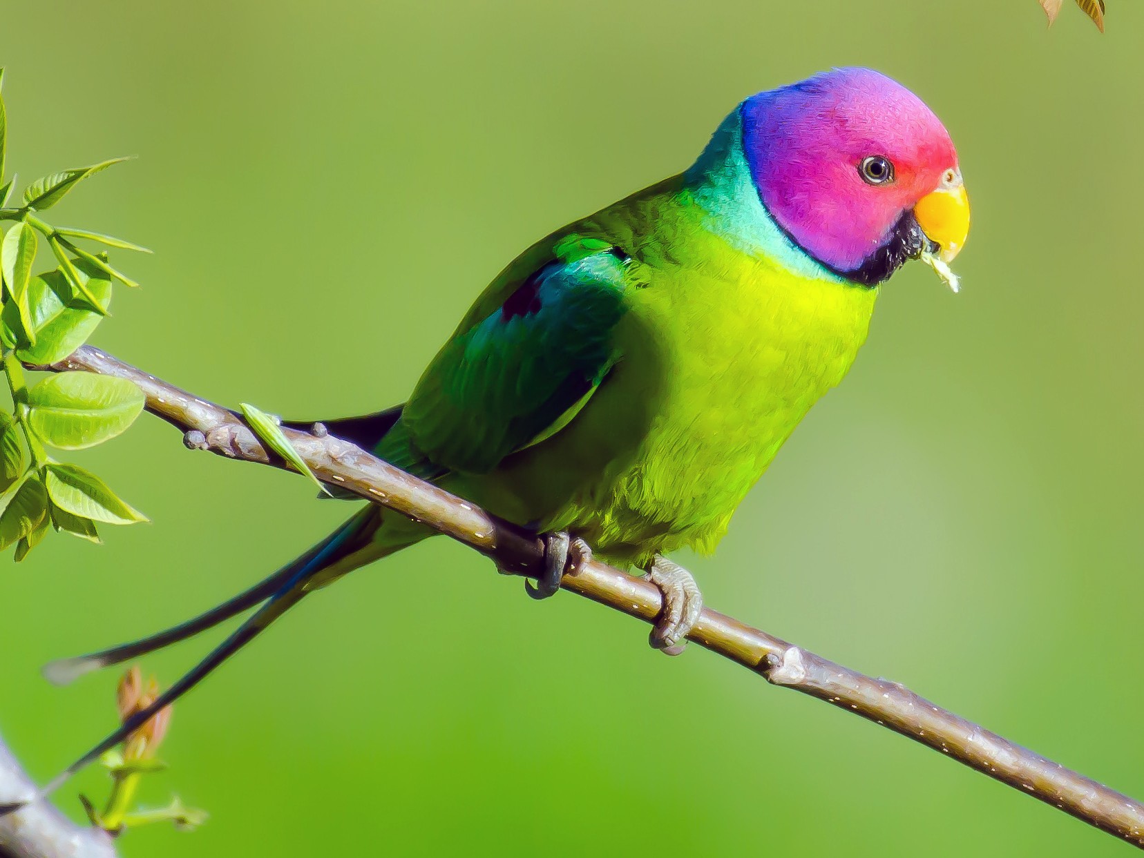 Plum-headed Parakeet - Mohinder Singh Jamwal