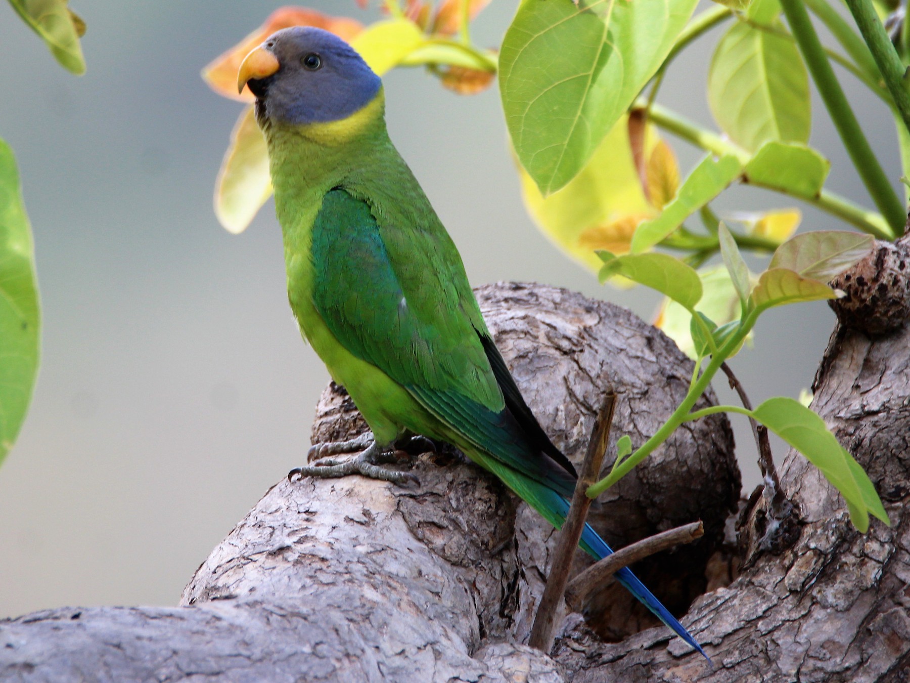 Plum-headed Parakeet - Sudhir Reddy