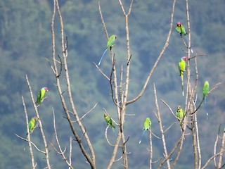  - Plum-headed Parakeet