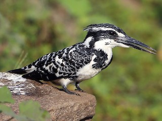  - Pied Kingfisher