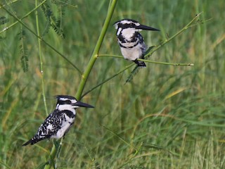  - Pied Kingfisher